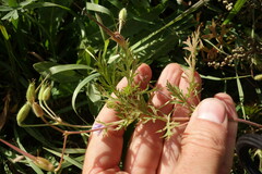 Erodium stephanianum