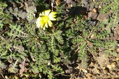 Arctotheca prostrata