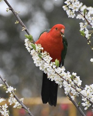 Alisterus scapularis