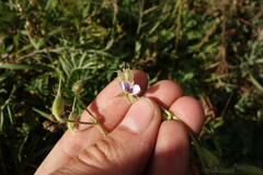 Erodium stephanianum