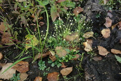 Androsace filiformis