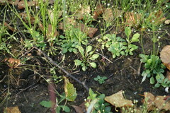 Androsace filiformis