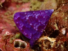 Calliostoma laugieri