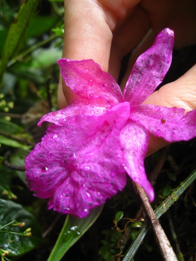 Sobralia amabilis