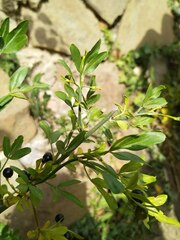 Chrysojasminum fruticans