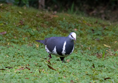 Leucosarcia melanoleuca