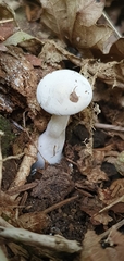 Clitopilus