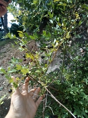 Chrysojasminum fruticans