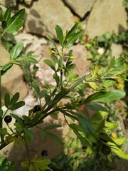 Chrysojasminum fruticans