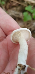 Clitopilus