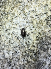 Tenebrionoidea