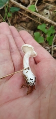 Clitopilus