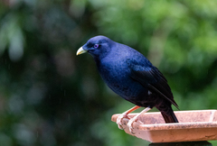 Ptilonorhynchus violaceus