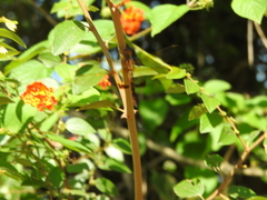 Hydrobasileus croceus