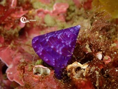 Calliostoma laugieri