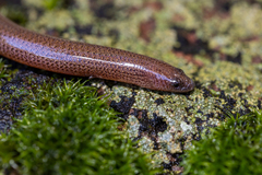 Ophioscincus truncatus