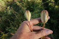 Lilium pensylvanicum