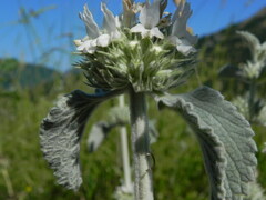 Marrubium incanum