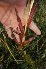 Lilium pensylvanicum
