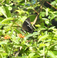 Papilio crino