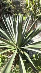 Agave rhodacantha