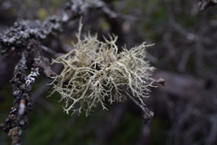 Evernia mesomorpha