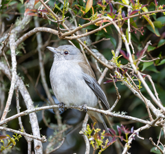 Colluricincla harmonica