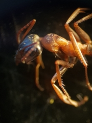 Formica rufibarbis