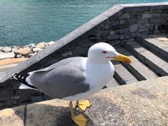 Larus michahellis