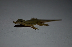 Hemidactylus platyurus