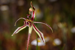 Caladenia barbarossa