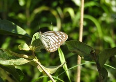 Pareronia hippia