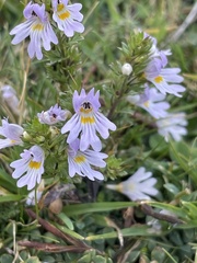Euphrasia