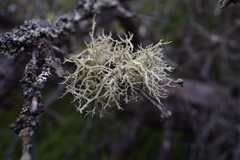 Evernia mesomorpha