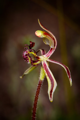 Caladenia barbarossa
