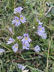 Euphrasia