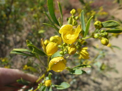 Senna artemisioides