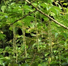 Dioscorea pentaphylla