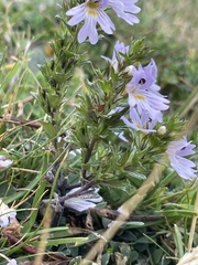 Euphrasia