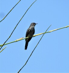 Cacomantis passerinus