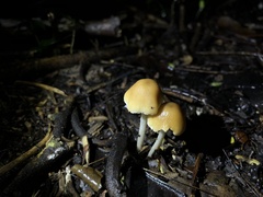 Coprinellus