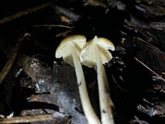 Coprinellus