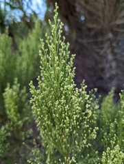 Baccharis sarothroides