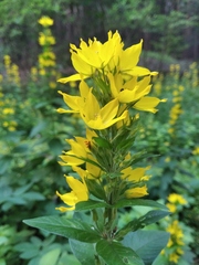 Lysimachia punctata