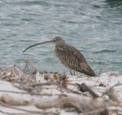 Numenius madagascariensis