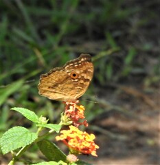 Junonia lemonias