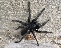 Amblyocarenum walckenaeri