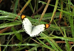 Colotis etrida