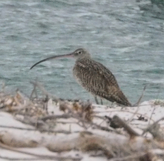 Numenius madagascariensis