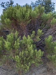 Baccharis sarothroides